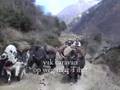 Mt Manaslu Sponsor Expeditie
