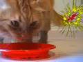 Il gatto El gato peluson! il gatto peluso mangia