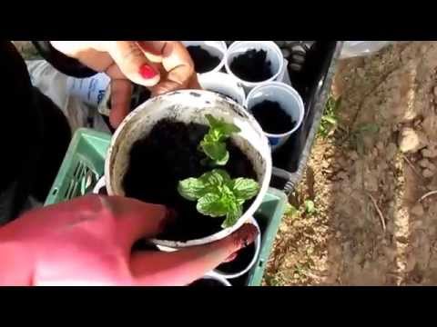 how to grow mint in a pot