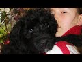 Bouvier des Flandres/LAVA Breldream last day/ Bouvier des Flandres/LAVA Breldream last day/