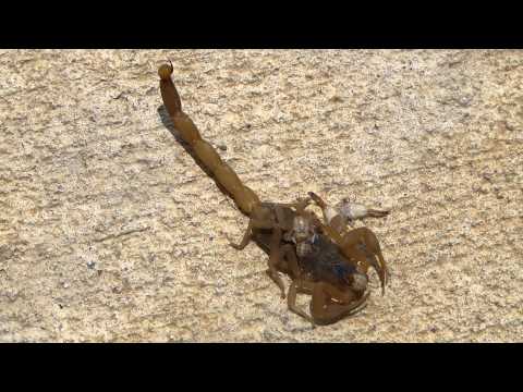how to treat a scorpion sting in oklahoma