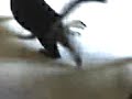 cat saying 