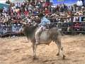 trojes 2010 toros... copilacion de montas