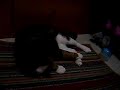 Puri Cat (Part7) Puri Cat (Part7)
