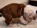 ZUTAUTAS - My fat english bulldog puppy