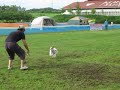 Click here to watch this video Ｋ９神戸大会 ルイス スモールドッグ☆決勝 2011-06-26