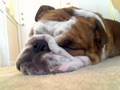 Buster Napping