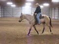MM If Ida Dressed AQHA Gelding For Sale MM If Ida Dressed AQHA Gelding For Sale