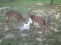 PAWS, Inc 1st evening feeding - Fawn Release 2008 - PAWS, Inc 1st evening feeding - Fawn Release 2008 -