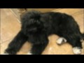Maple's First Hair Cut