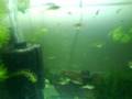Female and baby tiger endlers