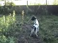 GUNDOG TRAINING HOLD ON TIGHT
