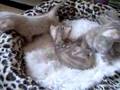 Snow-bengal-kittens-at-3-weeks-old