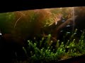 Meu aquário natural plantado. Deixei-o tomar um aspecto de floresta (meio desordenado). Tem alguns peixinhos e outros bichos: neons (cardinais e preto), rodóstomus, otocinclus, camarões, ampulárias e um maldito paulistinha. 