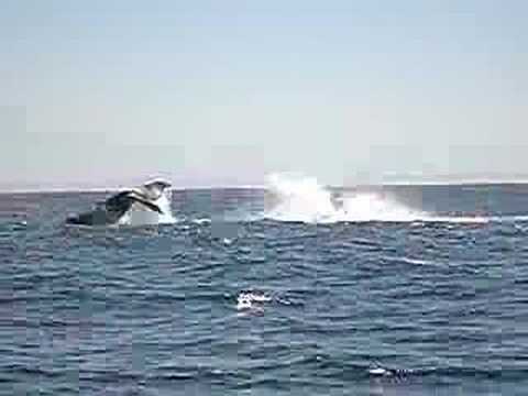 Baleias (Whales) em Port Elizabeth - ...