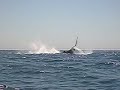Baleias (Whales) em Port Elizabeth - Africa do Sul