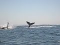 Baleias (Whales) em Port Elizabeth - Africa do Sul