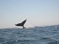 Baleias (Whales) em Port Elizabeth - Africa do Sul