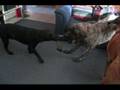 Doggie Tug-a-War.wmv