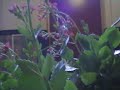Geranium filmpje