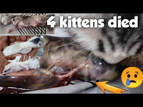 CAT GIVING BIRTH AT FIRST TIME || SHE HAD 4 KITTEN'S ALL DEADđą#expatmixvlog