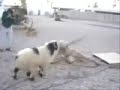 Soldier against the sheep