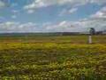 Veri Eze landing at Springbank Airport
