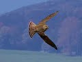 Merlin Falcon & Song Merlin Falcon & Song
