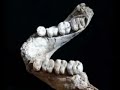 Sardineta blava
