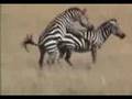 Zebra male trying to make little zebras   