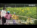 北中城にひとときの夏 ヒマワリ畑が出現