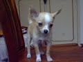 chihuahua. Joe crescendo!