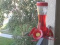 Hummingbird on our balcony