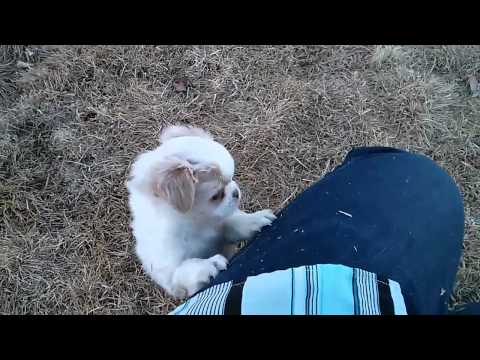 japanese chin puppies in colorado