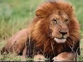 The Feline Race and Nibiru/Planet X