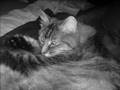 The Feline Race and Nibiru/Planet X