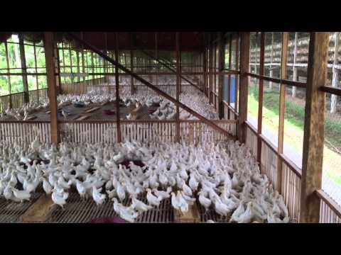 Growing Chickens for Egg Production in the Philippines