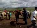 Horseride finishing in Bulgan Aimag