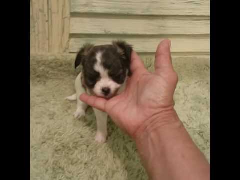 Fudgie is a brindle and white long hair chihuahua, born 022317