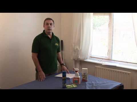 how to eliminate house flies