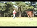 Pat Me On The Assets- Gorgeous AQHA Show Mare, 10 Mover Pat Me On The Assets- Gorgeous AQHA Show Mare, 10 Mover