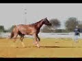 Pat Me On The Assets- Gorgeous AQHA Show Mare, 10 Mover Pat Me On The Assets- Gorgeous AQHA Show Mare, 10 Mover