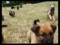 videos de 
