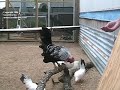 Rooster trained to crow on cue Rooster trained to crow on cue