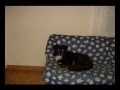 BEL HOMMAGE POUR SON CHIEN