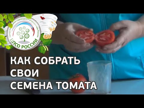 Как собрать семена томатов. Сбора семян томата.