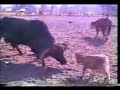Bruce Lee vs Muhammad Ali fight