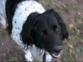 My dog Speedy
