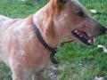 Chigger Fetches