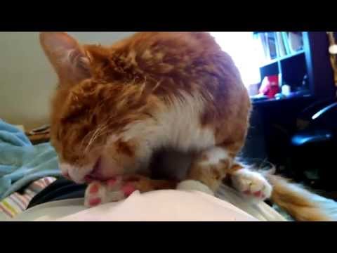Cat licking after a bath - YouTube